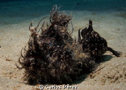 Black pregnant female escort by her male. by Carlos Pérez 